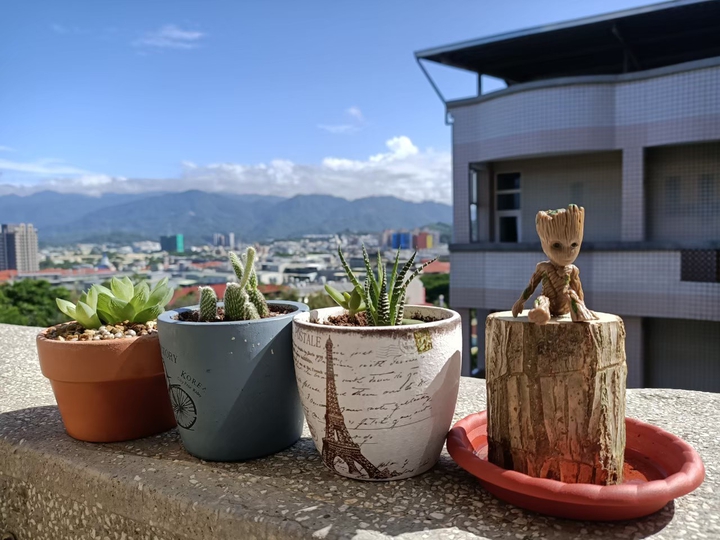 plant