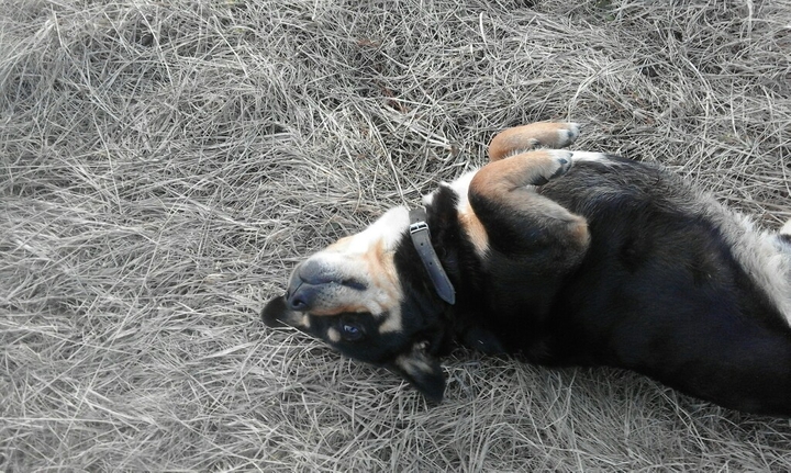 Dog