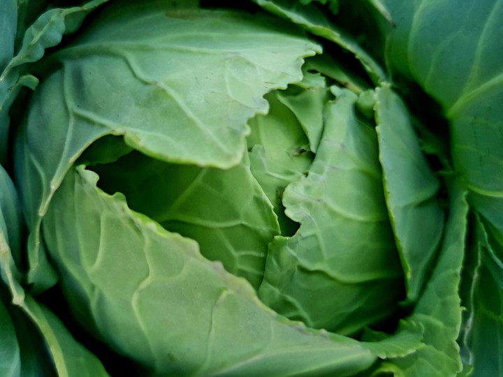 cabbage