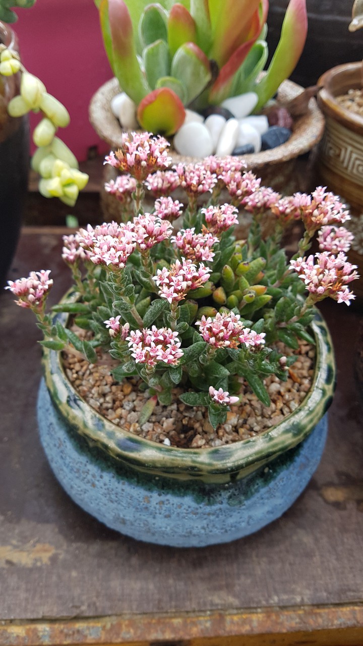 succulents plant