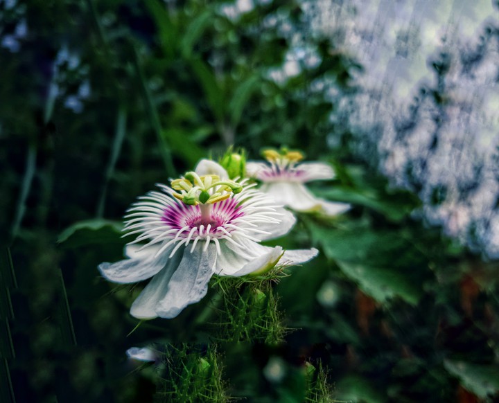 flower