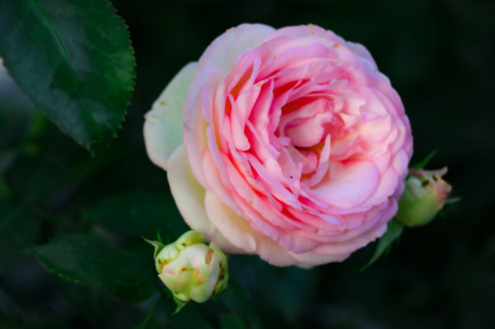 Rose