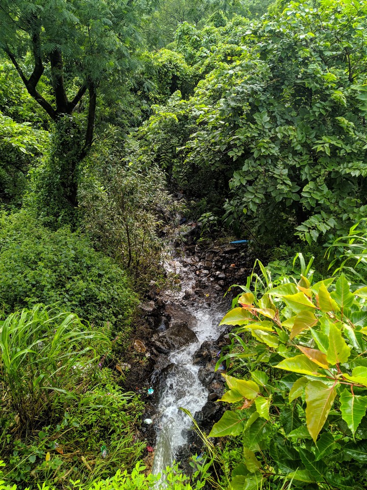 forest