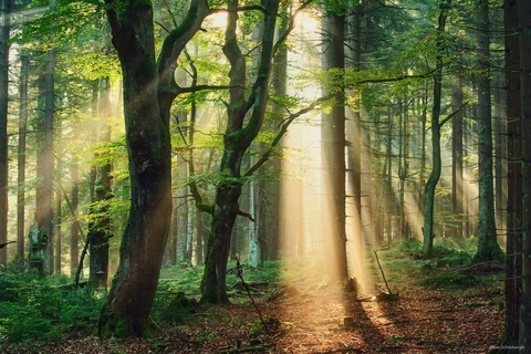 deciduous, wood achtergronden