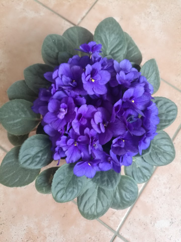 My Viola ❤️