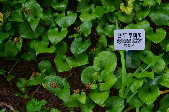 안면도이미지