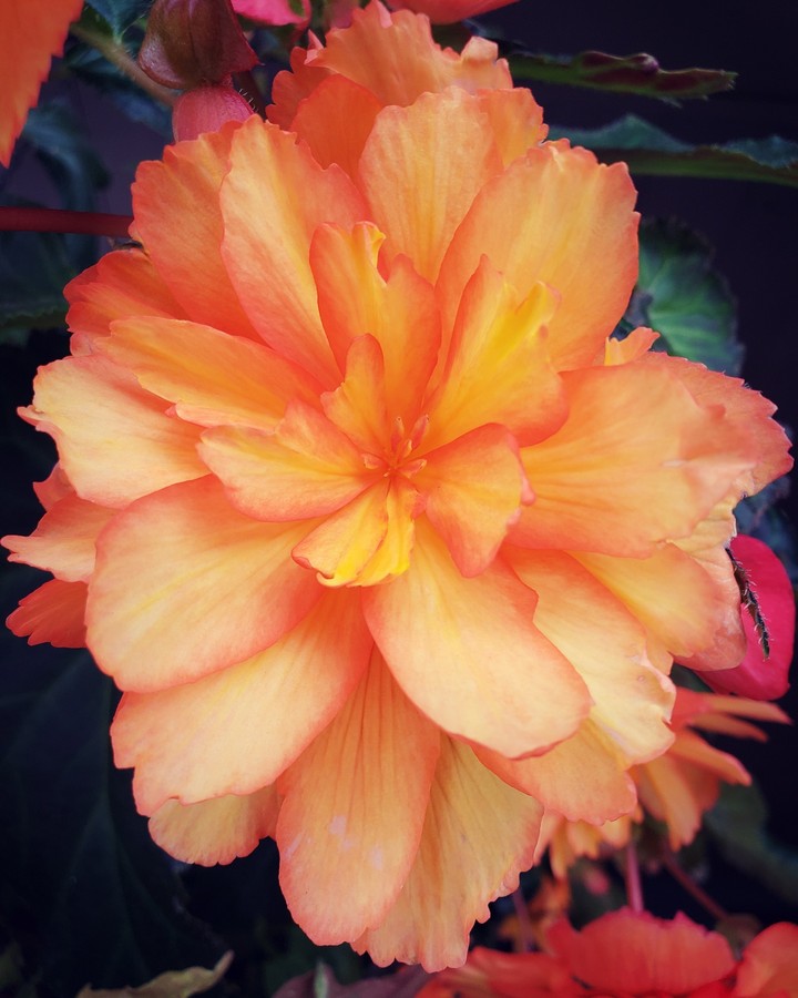 Beautiful Bloom