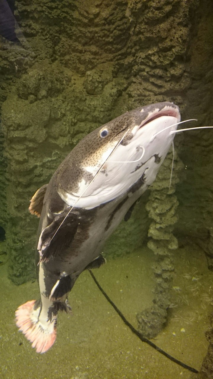 cat fish