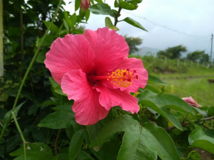 flower