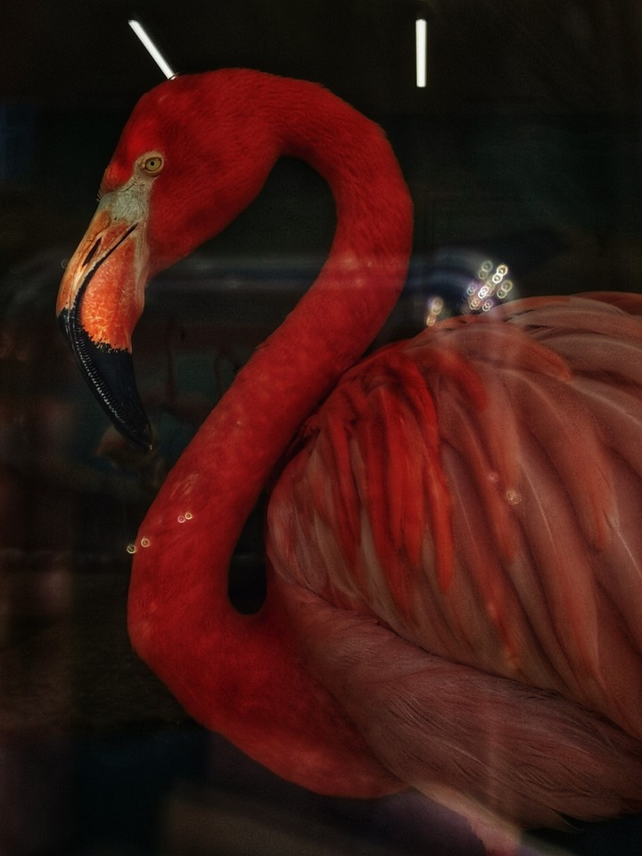 Flamingo
