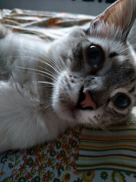 cat eyes