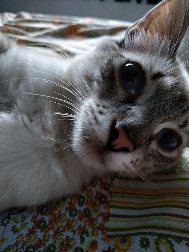 cat eyes