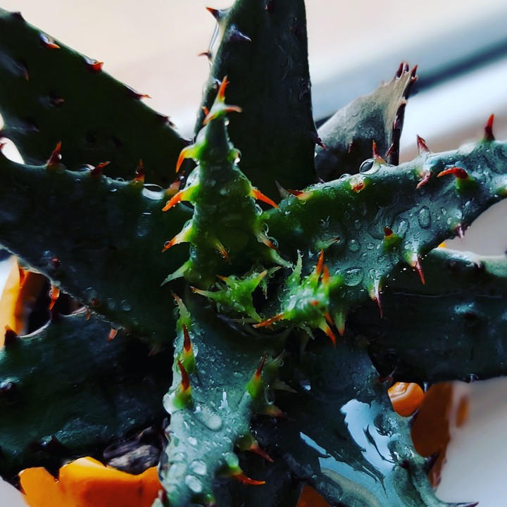 My plant