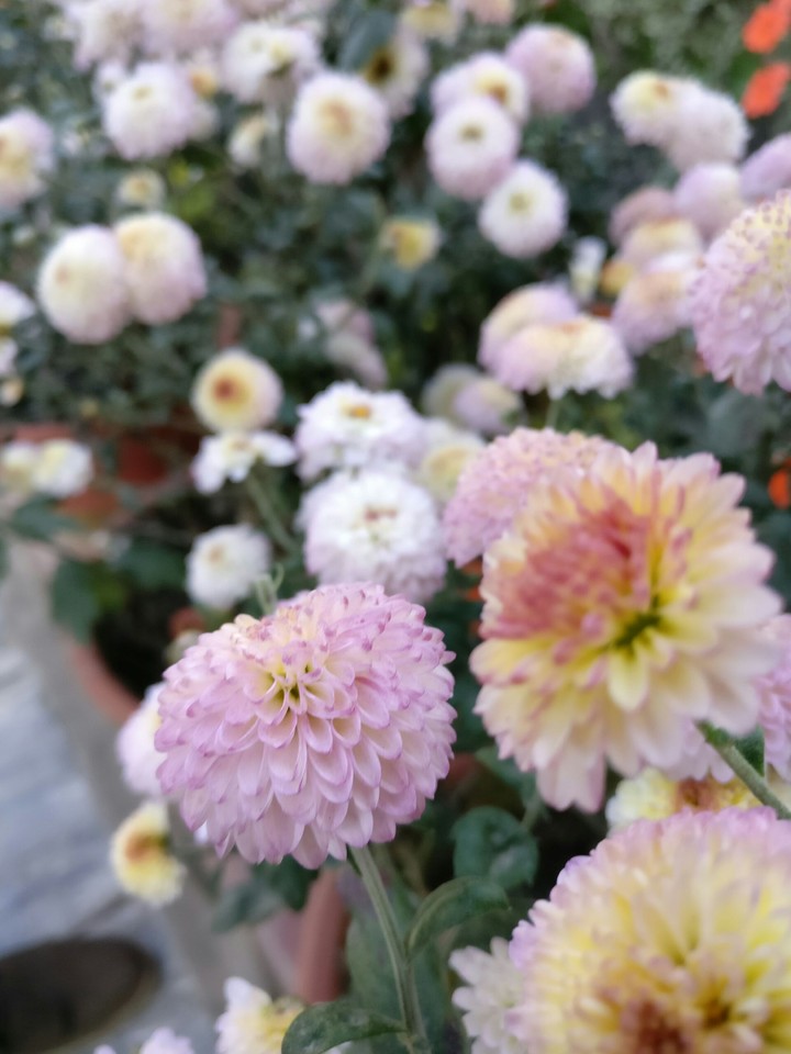 Flowers 
