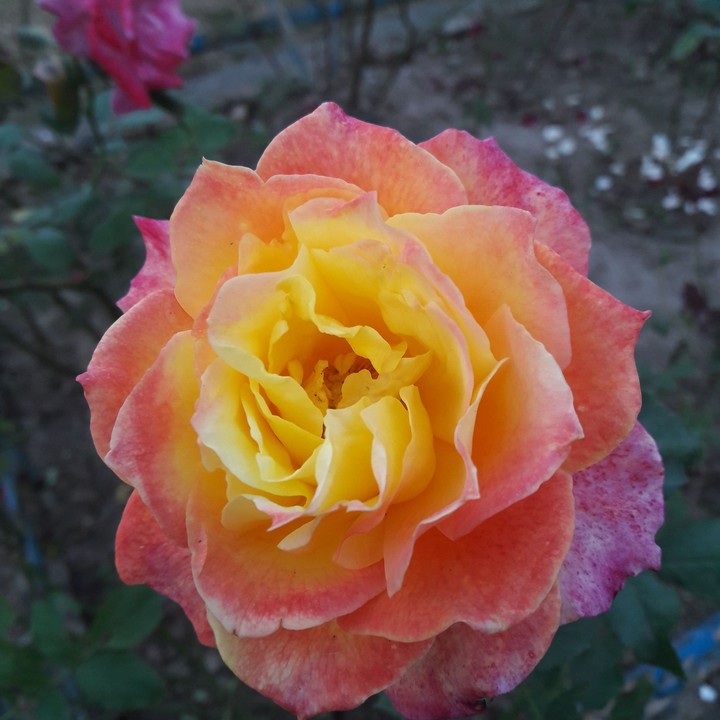 #Rose