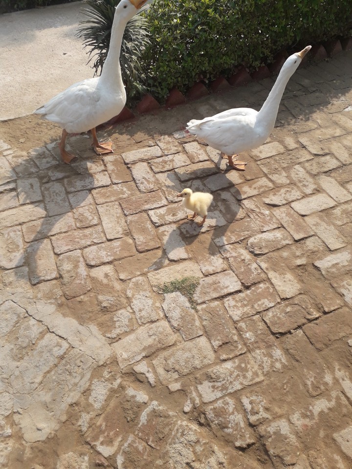 bird