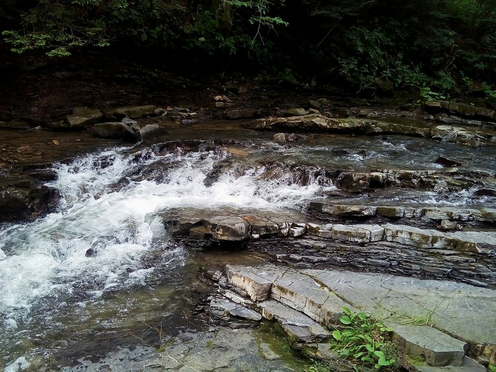Forest river