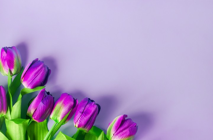 tulip