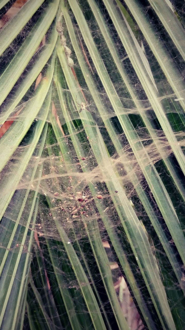 Coconut tree