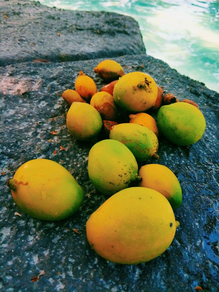 Mango