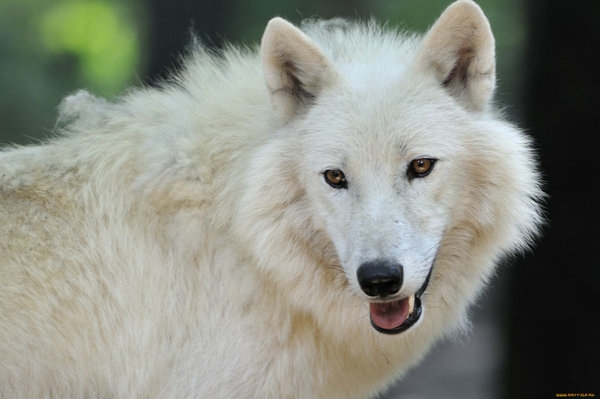 wolves