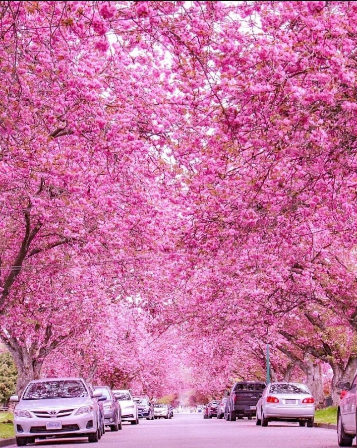 Pink Canada