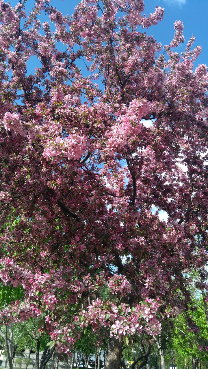 spring