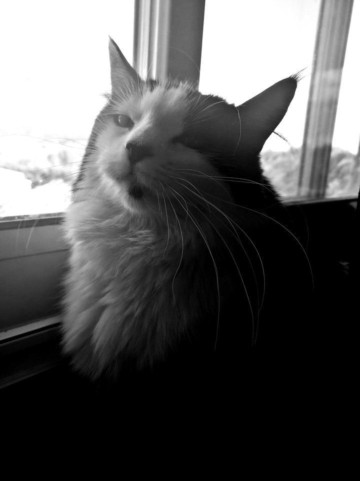 chat regard