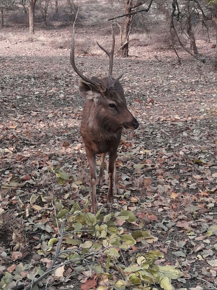Wildlife