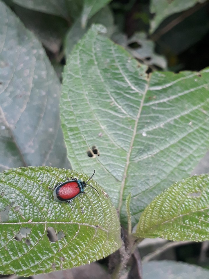 escarabajo