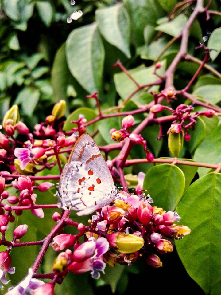 mariposa