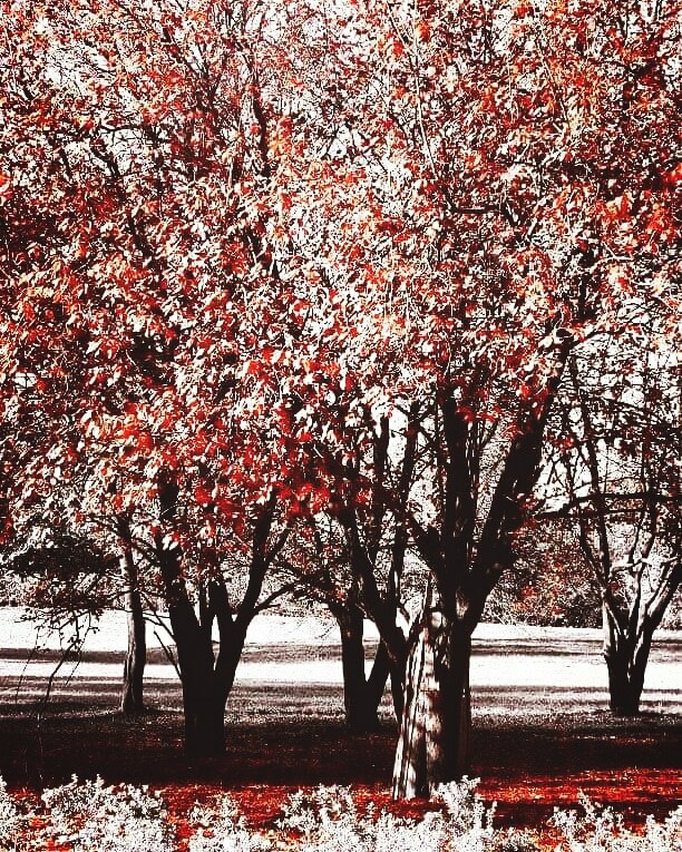 Red selective