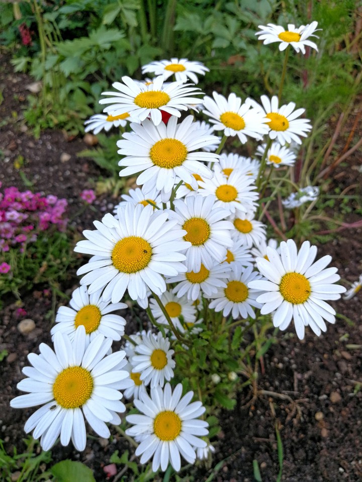 Mein Garten