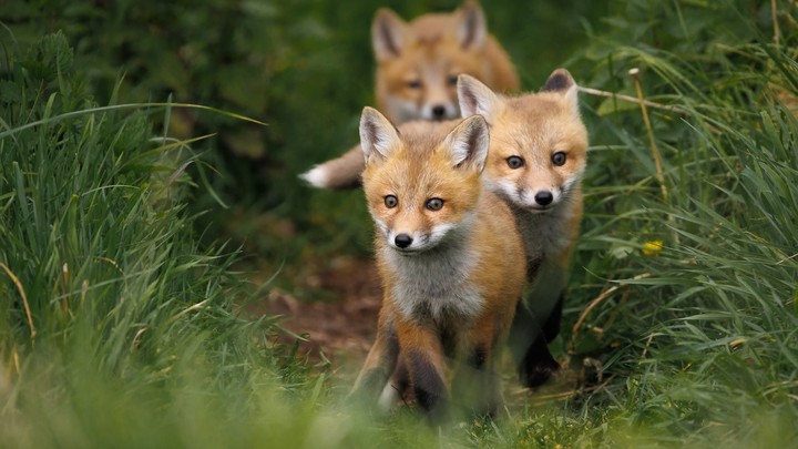 fox baby
