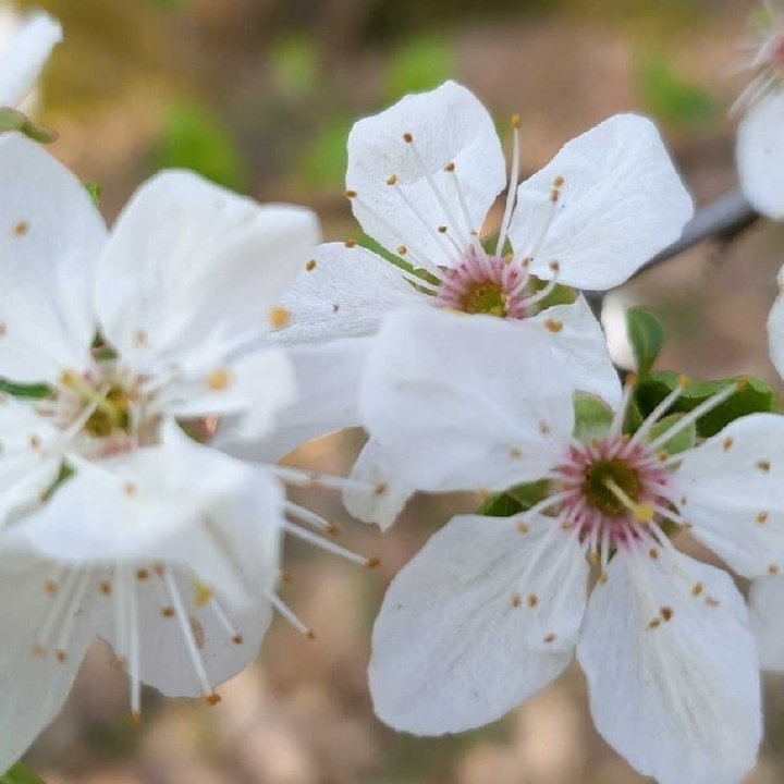 cherry blossom