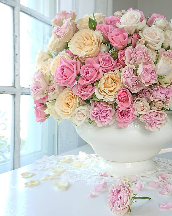 Roses