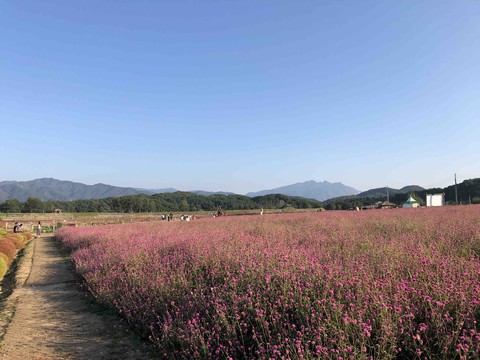 하늘꽃