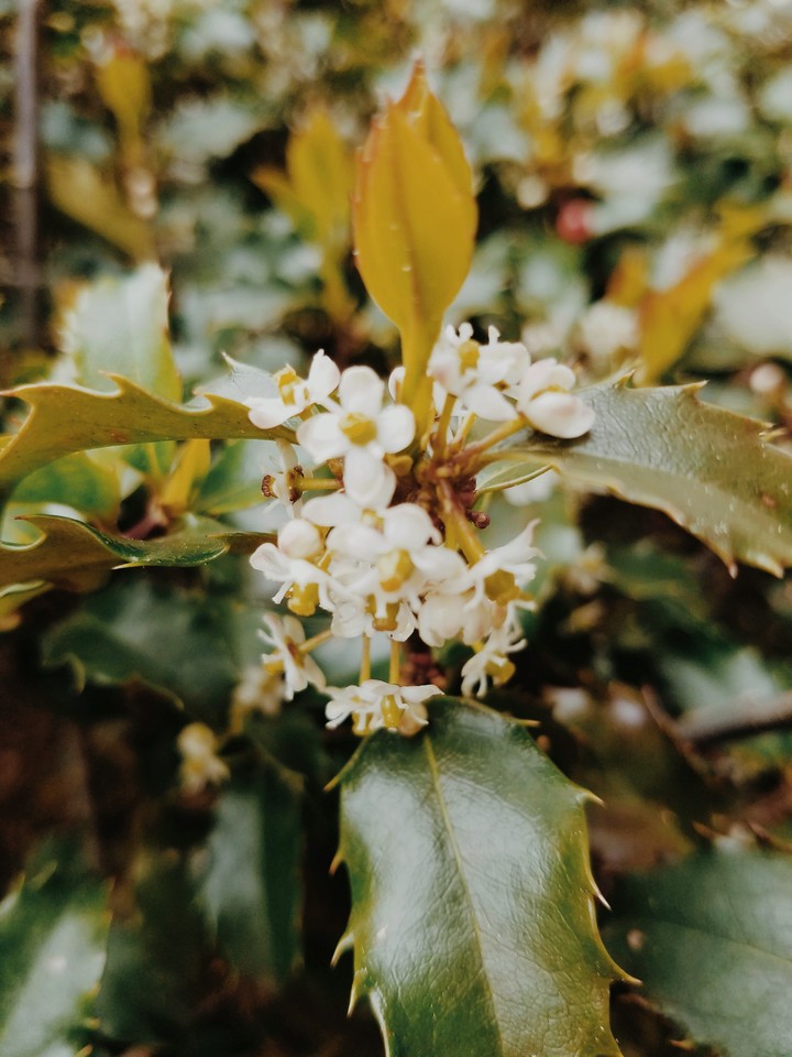 holly bush