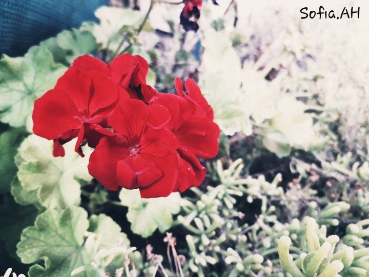 my click