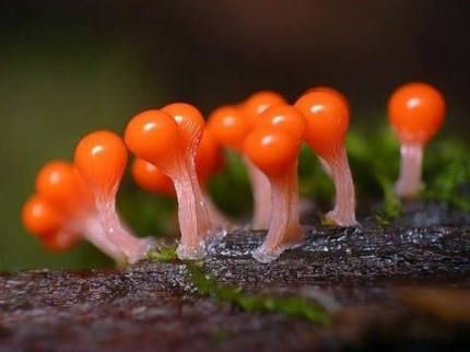 mushroom