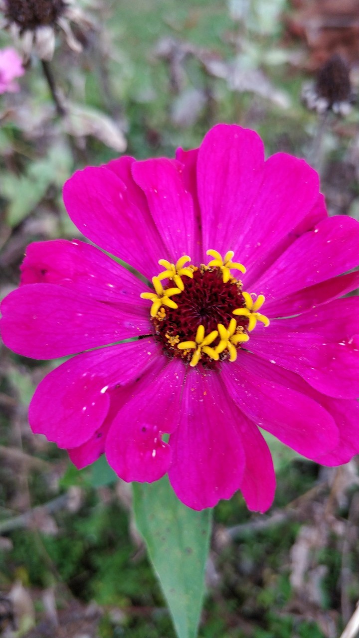 flowers