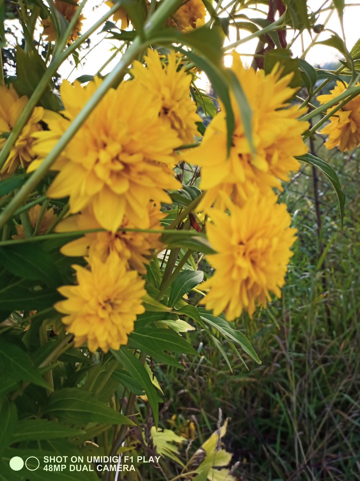 yellow flowers