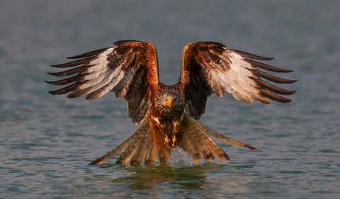 hunter