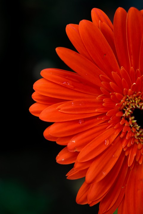 sfondi Water, flower