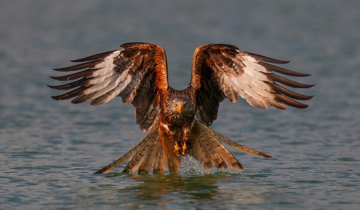 hunter