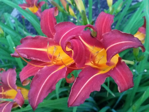 daylily