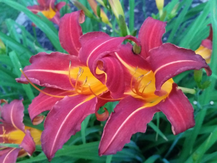 daylily