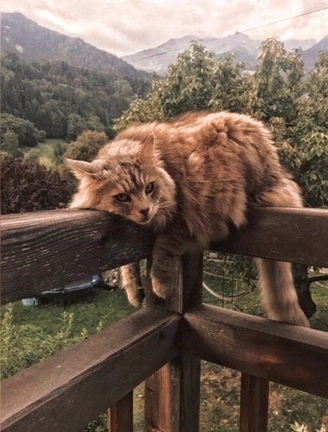 cat