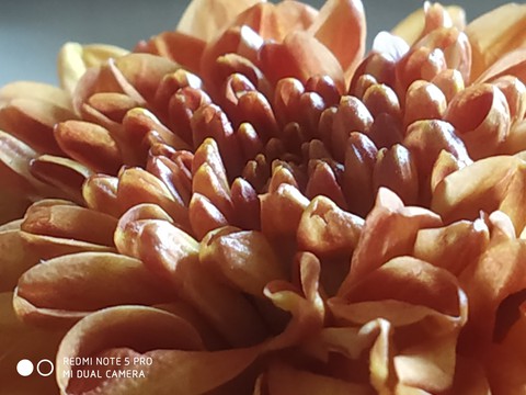 Day with flower