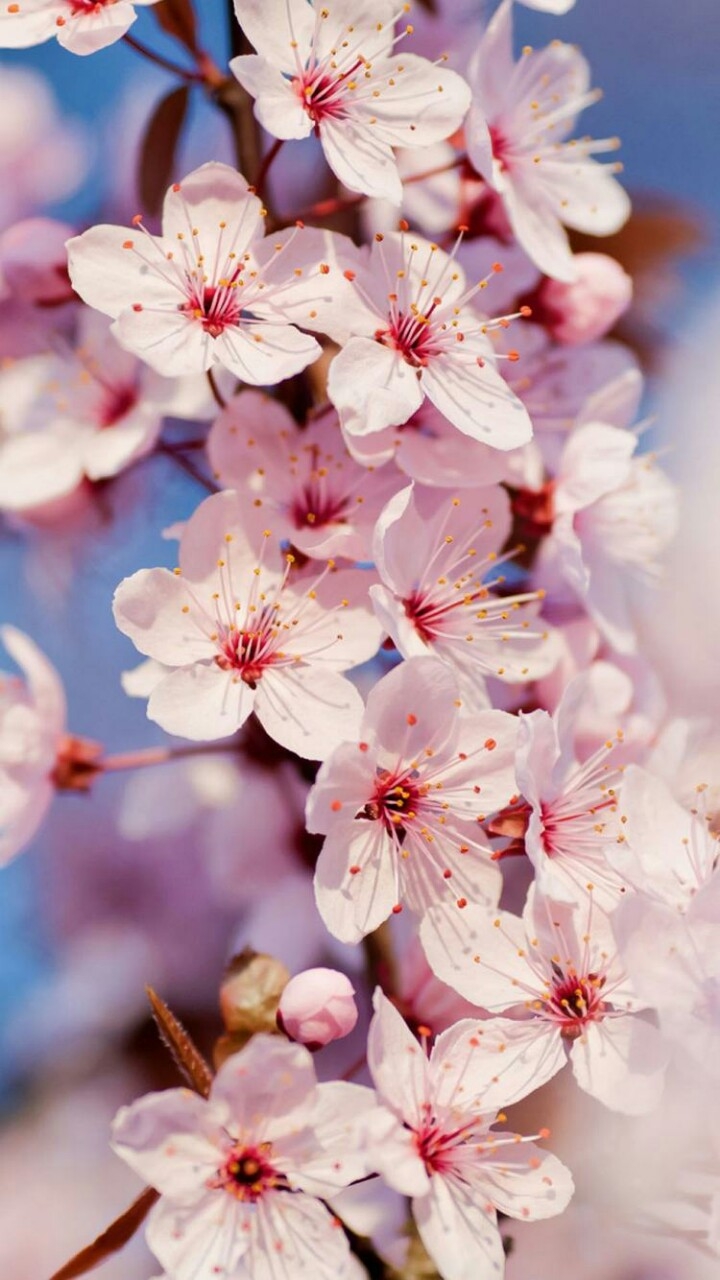 again flowers